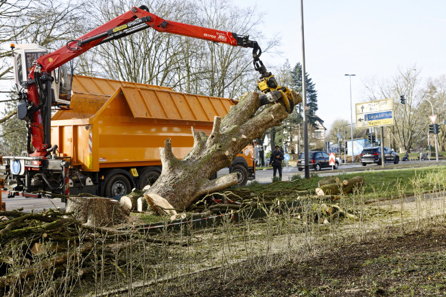 F&auml;llung Baumhasel Hohenstaufenallee
